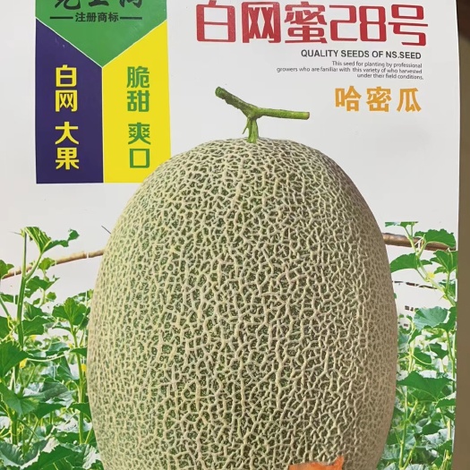 新疆哈密瓜种子白网蜜28号新疆哈密瓜种籽甜度高大田基地香瓜