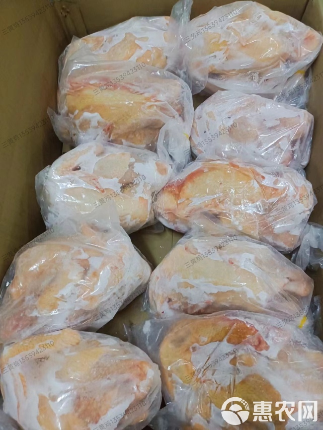 天农散养2个月三黄鸡（黄油鸡），鲜品，冻品，冷链配送