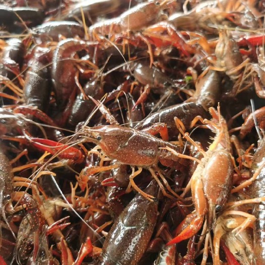 洪湖市湖北洪湖生态养殖清水小龙虾，货源充足，小中大规格齐全。