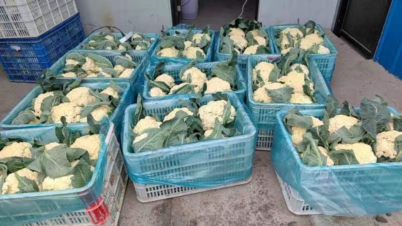 如皋市如皋白花菜