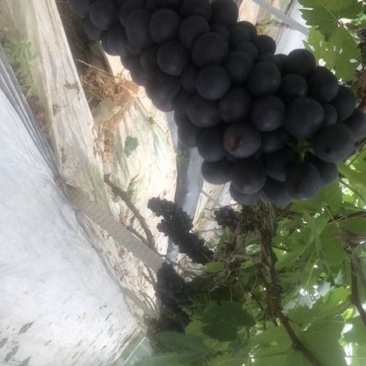 三门县夏黑葡萄