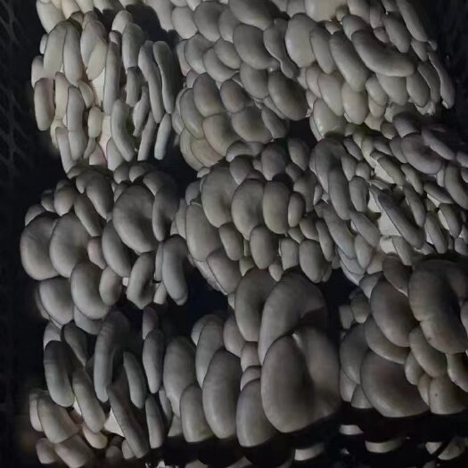 武汉精品平菇，价格美丽