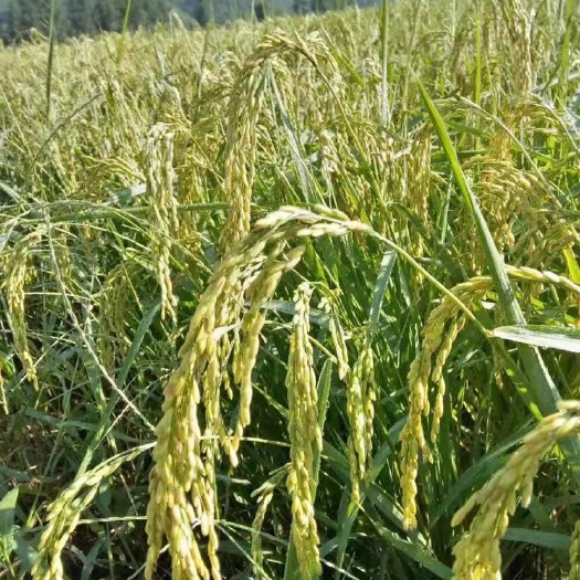 抚顺连片平地800多亩