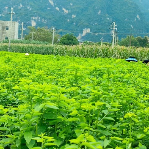 天绿香树仔菜