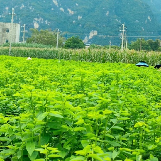 阳春市天绿香树仔菜