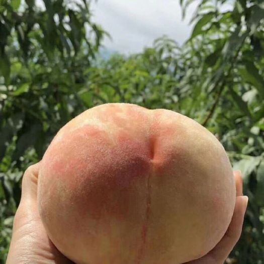 正宗阳山水蜜桃 自产自销 每只3两～4两 8只装