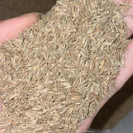 广州新疆孜然粒