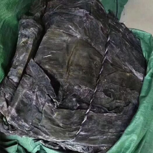 成都山东海带跑江湖地摊新货福建海带干货整条散装厚实餐饮火锅批发