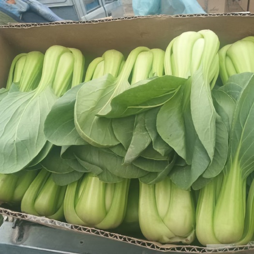 西宁青海叶菜
