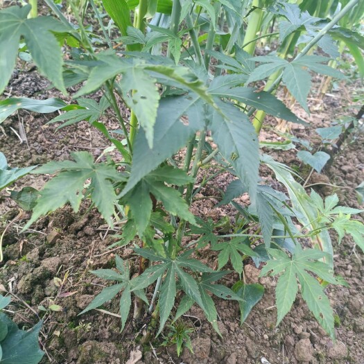 慈利县甜叶马上到采摘季节了，量大，欢迎老板来电咨询