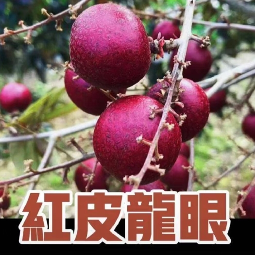 灵山县红皮龙眼高产，一年四季结果