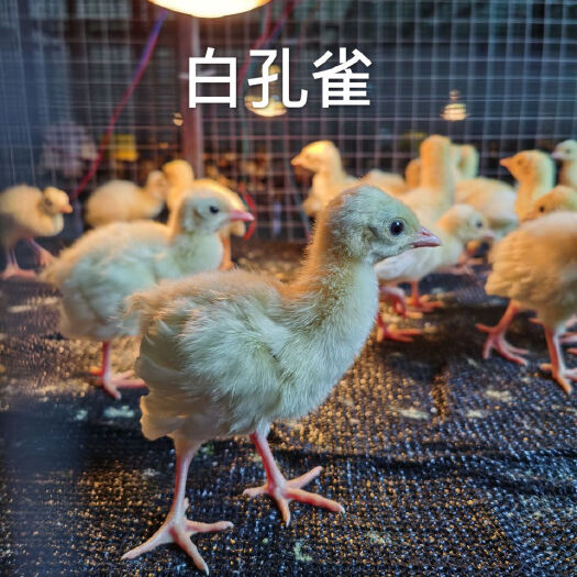 嘉祥县供应孔雀苗  白孔雀苗多少钱？白孔雀苗价格