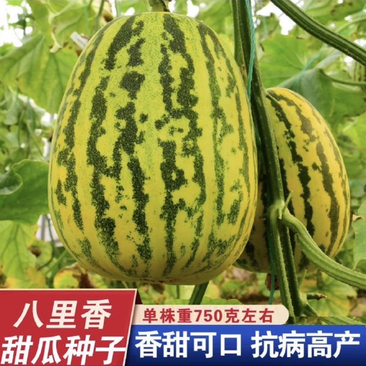 邵东市八里香甜瓜种子 香甜香瓜种籽 甜瓜种孑春夏季播蔬菜水果瓜