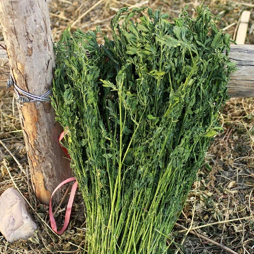 青岛苜蓿草