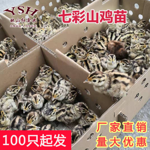 重庆市脱温山鸡，半大七彩山鸡，山鸡脱温苗，七彩山鸡苗