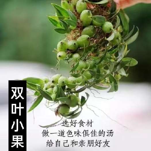 紫云县贵州新鲜 双叶小号石橄榄草,不苦不辣。煲汤佳品。