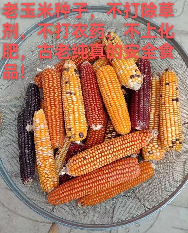 封丘县古老纯正玉米