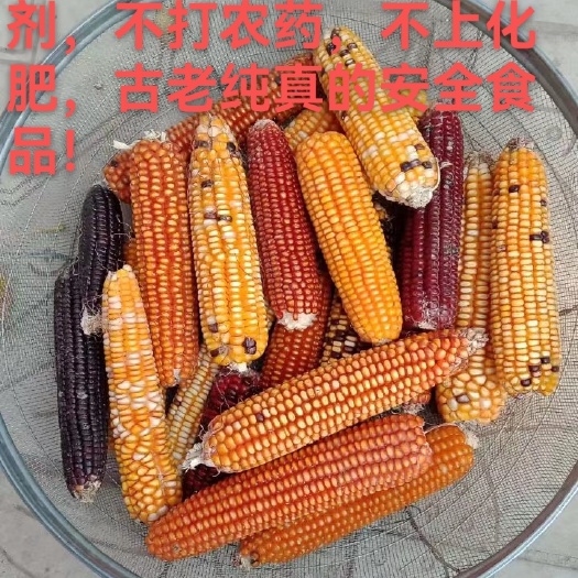 封丘县古老纯正玉米