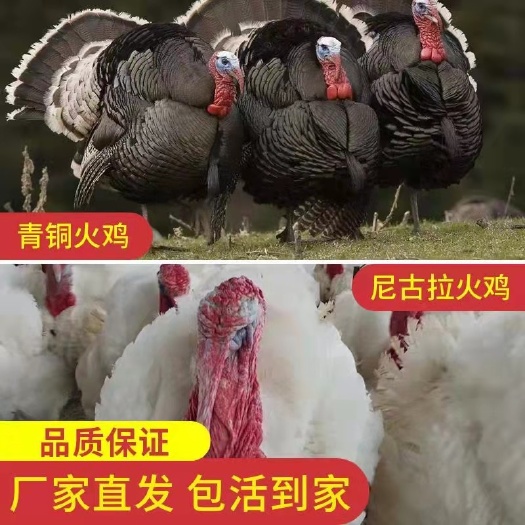 衡阳县尼古拉火鸡苗青铜火鸡大型珍禽肉鸡