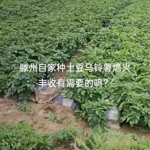 滕州市新春马铃薯土豆新货大棚