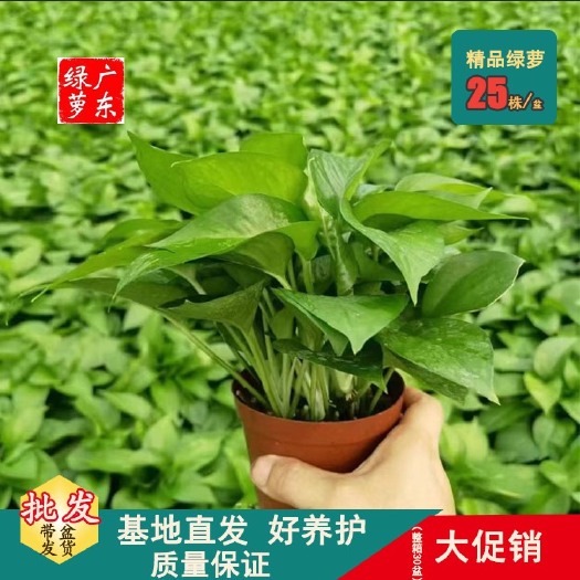 东莞市#110规格小绿箩，基地直发，品质绿箩