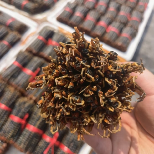 肥东县蜈蚣13公分