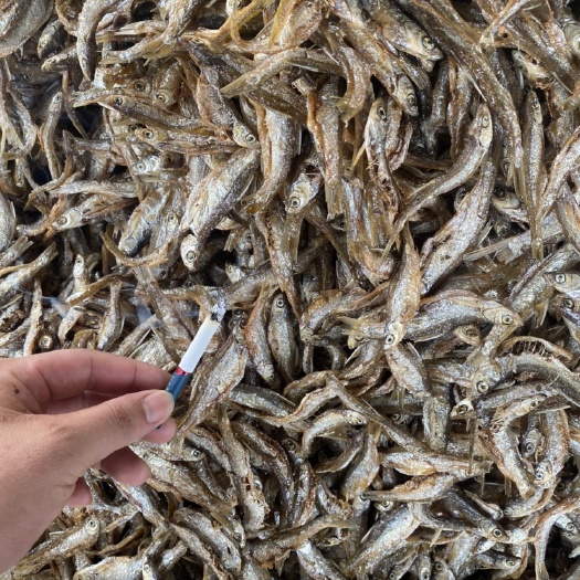 廉江市开肚白肖鱼、白条鱼
