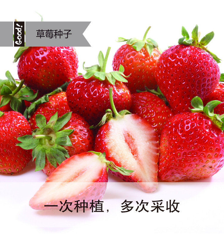 四季奶油草莓种子多年生农田菜园盆栽果香浓郁可口水果蔬菜种子