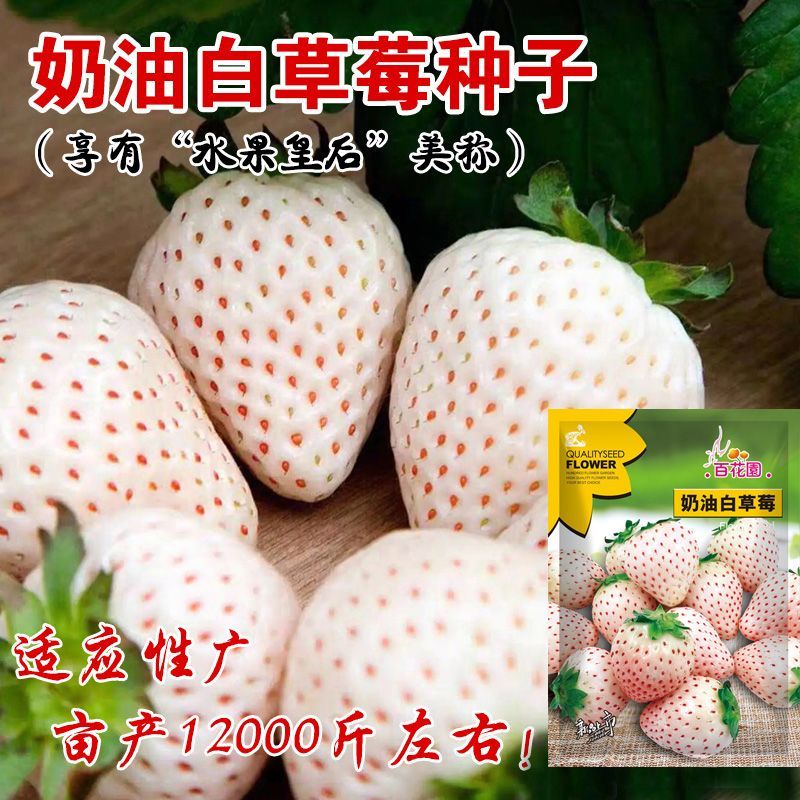 四季奶油草莓种子多年生农田菜园盆栽果香浓郁可口水果蔬菜种子