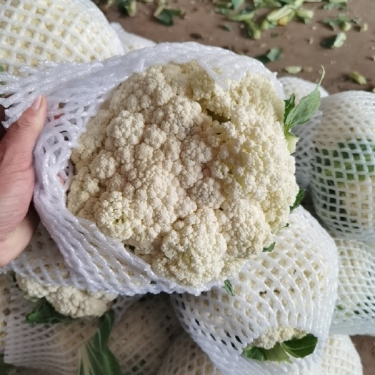 邯郸松菜花，产地一手货源。
