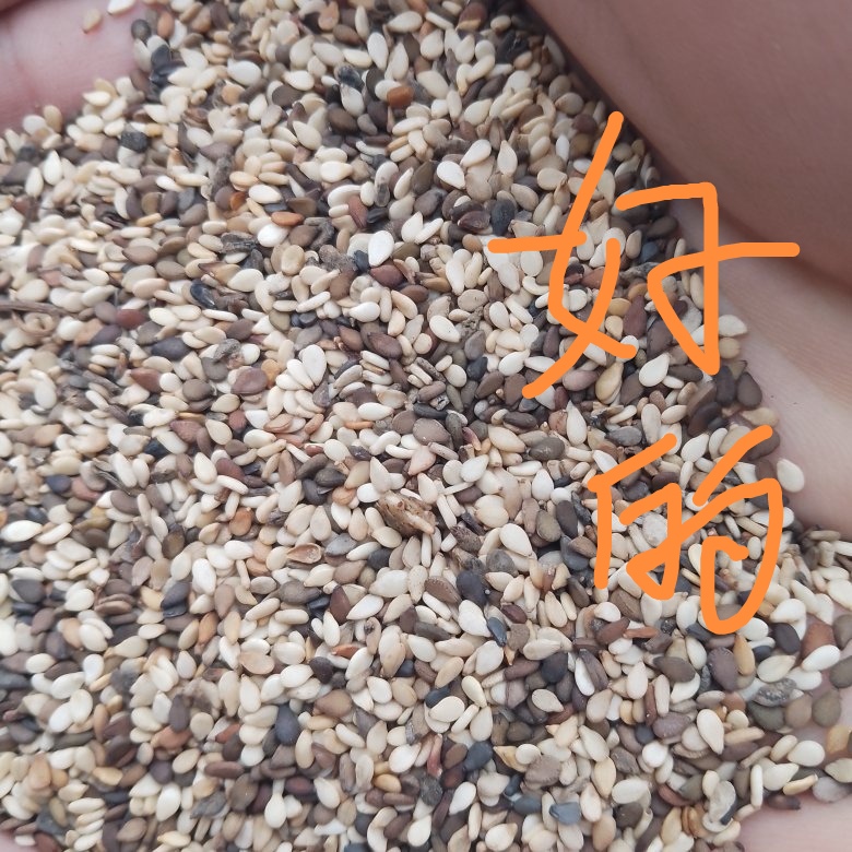 新郑市芝麻异色芝麻本地混合芝麻榨油专用款降低成本利器