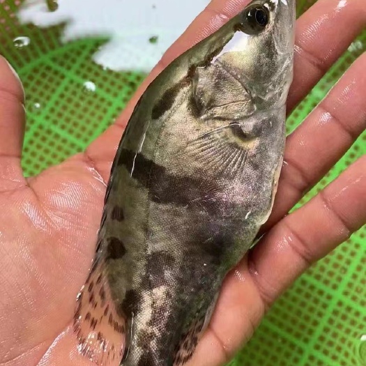 湖州桂鱼