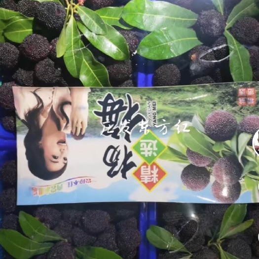漳州浮宫杨梅