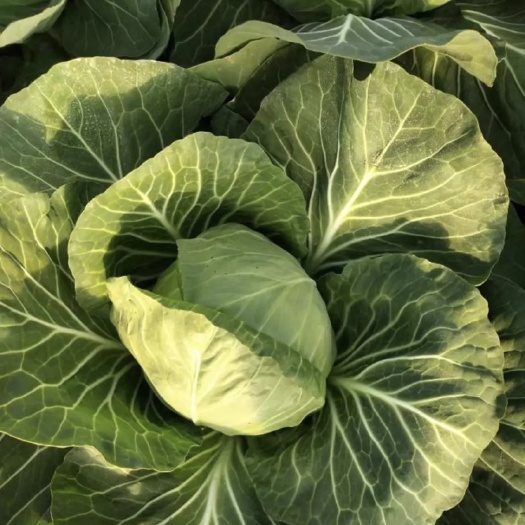 中牟县精品圆包菜甘蓝中甘甘蓝货源稳定质量保障产地直发对接全国