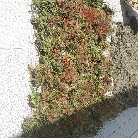 行唐县茜草
