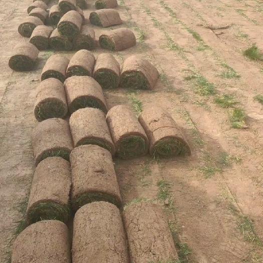 晋中草坪早熟禾冷季型草坪，抗高温，耐寒冷