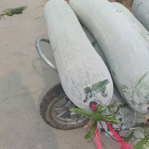 凭祥市白皮冬瓜  精品长条白冬瓜基地大量上市中