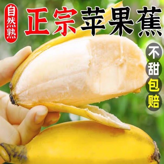 南宁广西苹果蕉粉蕉贡蕉甜香蕉应季水果包邮坏果包赔净重5斤3斤9斤