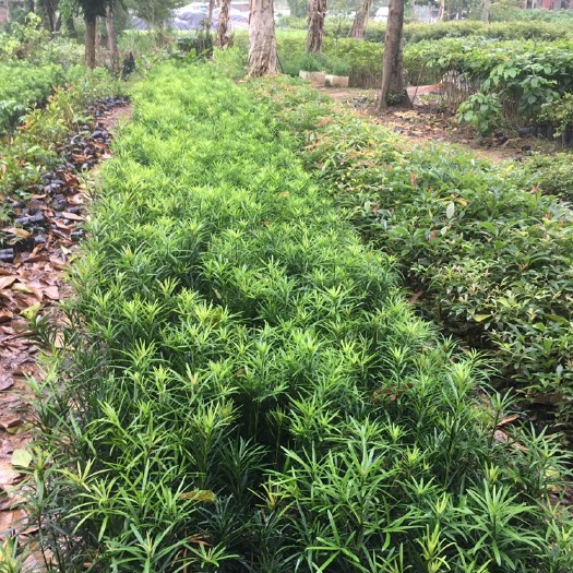 广州罗汉松小杯苗