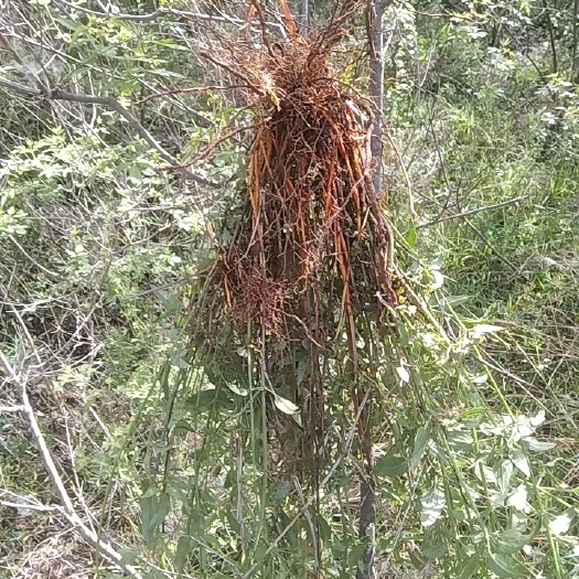 行唐县茜草