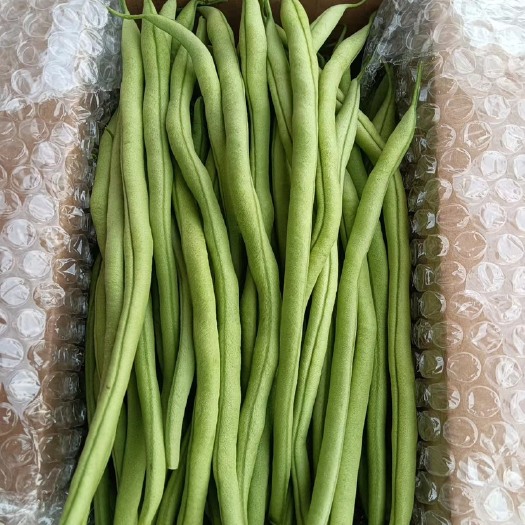 甘谷县架豆王豆角 无筋架豆王，无纤维早熟抗病，品质好，分支力强。
