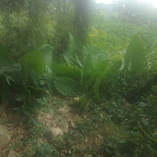 揭阳白魔芋