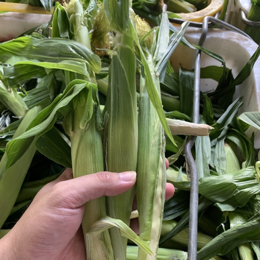玉米笋，玉米芯