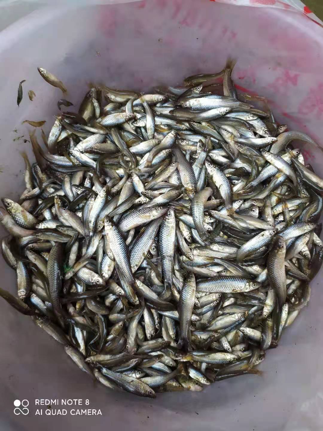 新鮮小小石魚綠豆嫩子魚麥穗魚雜魚