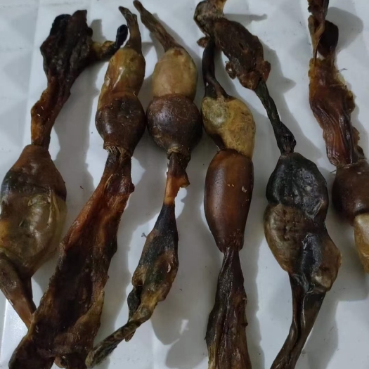 狗狗只  现货新货