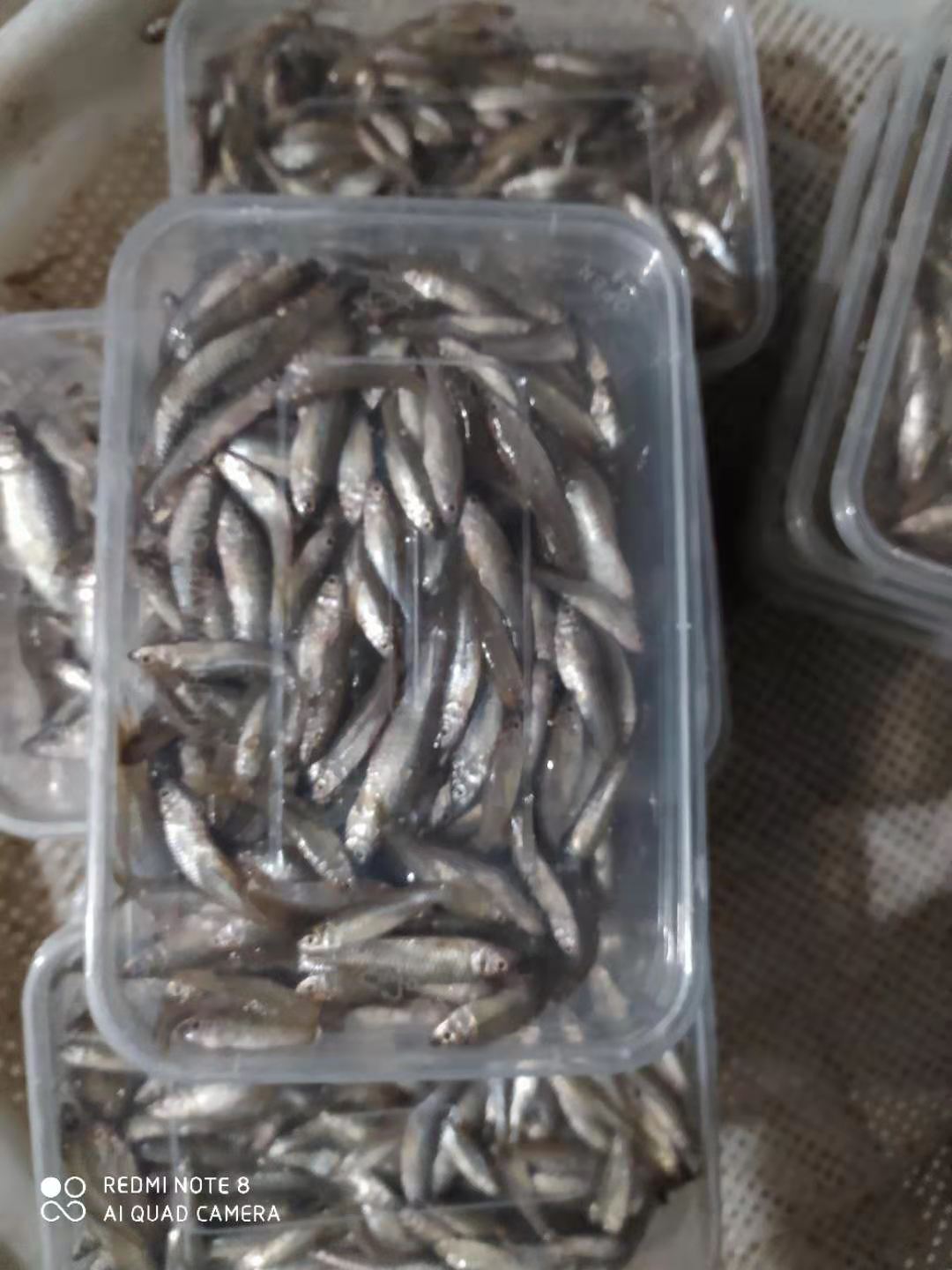 新鮮小小石魚綠豆嫩子魚麥穗魚雜魚