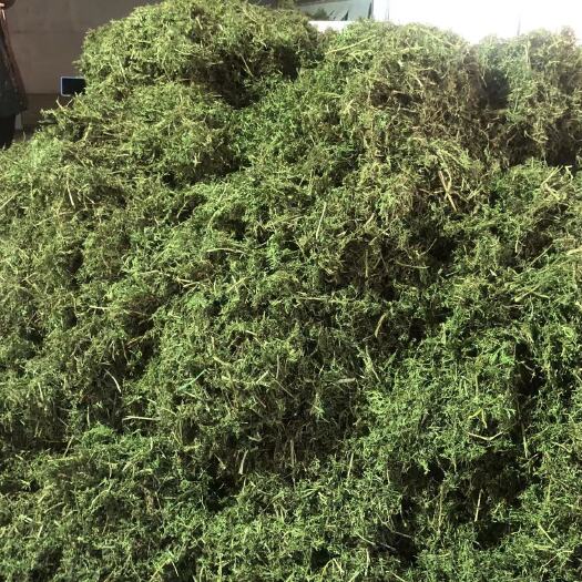 寿光市烘干的胡萝卜叶子