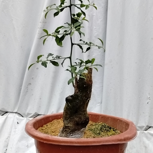金弹子老桩盆景灌木桩熟桩瓶兰花公母不详