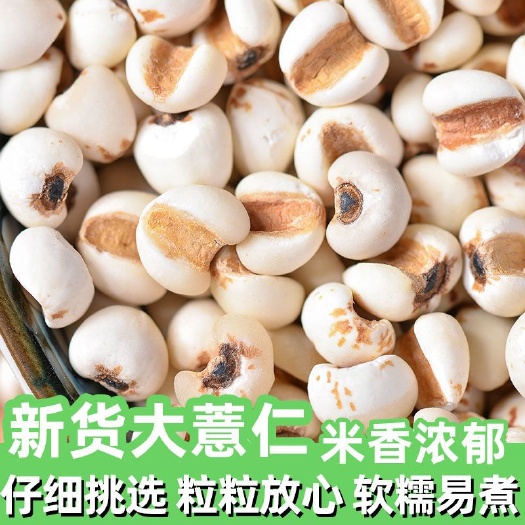 亳州薏米仁 薏米 中药材药食同源 一公斤起批
