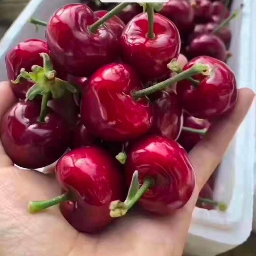 烟台烟台大樱桃